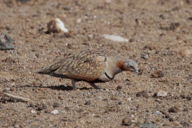 Stepokur písečný (Pterocles orientalis) Stepokur písečný (Pterocles orientalis)