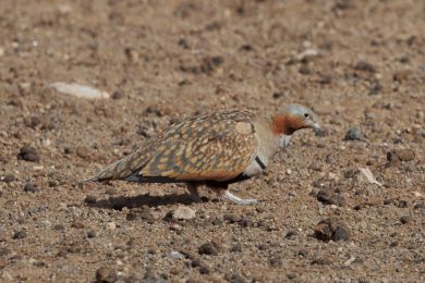 Stepokur písečný (Pterocles orientalis) Stepokur písečný (Pterocles orientalis)