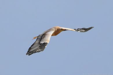 Sup mrcho�rav&yacute; (Neophron percnopterus)