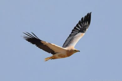 Sup mrcho�rav&yacute; (Neophron percnopterus)
