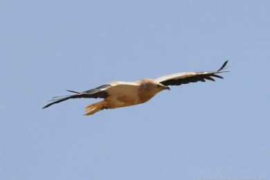 Sup mrcho�rav&yacute; (Neophron percnopterus)