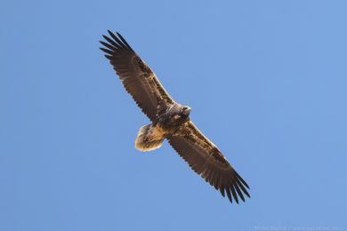 Sup mrcho�rav&yacute; (Neophron percnopterus)