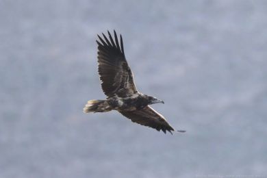 Sup mrcho�rav&yacute; (Neophron percnopterus)