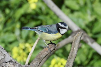 Sýkora modrá (Cyanistes teneriffae) Sýkora modrá (Cyanistes teneriffae)