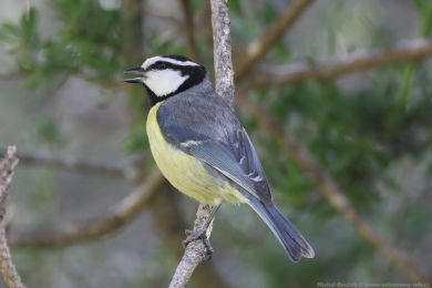 Sýkora modrá (Cyanistes teneriffae) Sýkora modrá (Cyanistes teneriffae)
