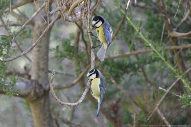 Sýkora modrá (Cyanistes teneriffae) Sýkora modrá (Cyanistes teneriffae)