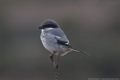 uhýk šedý (Lanius excubitor ssp. koenigi)