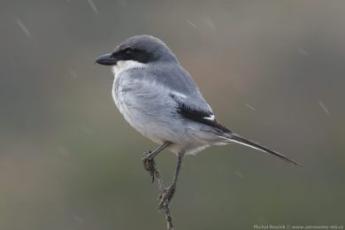 uhýk šedý (Lanius excubitor ssp. koenigi)