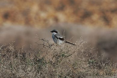 uhýk šedý (Lanius excubitor ssp. koenigi)