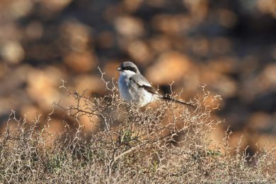 uhýk šedý (Lanius excubitor ssp. koenigi)