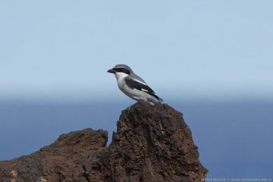 uhýk šedý (Lanius excubitor ssp. koenigi)