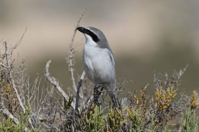 �uh&yacute;k &scaron;ed&yacute; (Lanius excubitor ssp. koenigi)