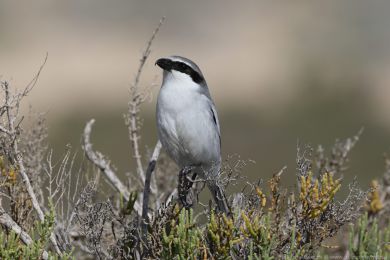 �uh&yacute;k &scaron;ed&yacute; (Lanius excubitor ssp. koenigi)