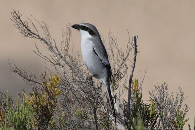 �uh&yacute;k &scaron;ed&yacute; (Lanius excubitor ssp. koenigi)