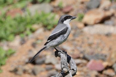 �uh&yacute;k &scaron;ed&yacute; (Lanius excubitor ssp. koenigi)