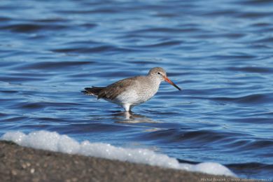 Vodouš rudonohý (Tringa totanus) Vodouš rudonohý (Tringa totanus)