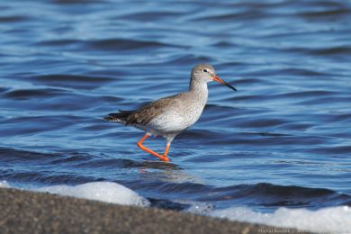 Vodouš rudonohý (Tringa totanus) Vodouš rudonohý (Tringa totanus)