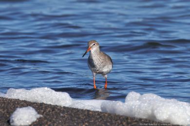 Vodouš rudonohý (Tringa totanus) Vodouš rudonohý (Tringa totanus)