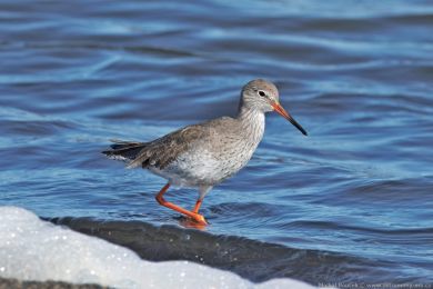Vodouš rudonohý (Tringa totanus) Vodouš rudonohý (Tringa totanus)