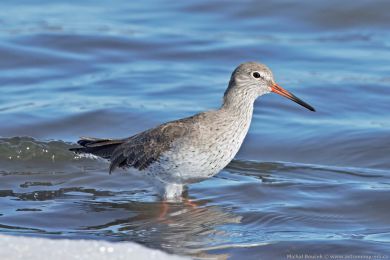 Vodouš rudonohý (Tringa totanus) Vodouš rudonohý (Tringa totanus)