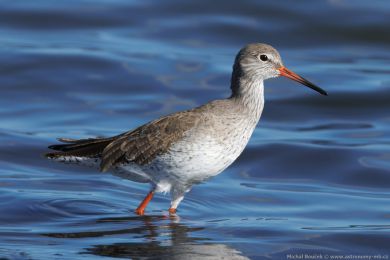 Vodouš rudonohý (Tringa totanus) Vodouš rudonohý (Tringa totanus)