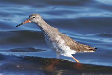 Vodouš rudonohý (Tringa totanus) Vodouš rudonohý (Tringa totanus)