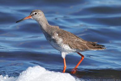 Vodouš rudonohý (Tringa totanus) Vodouš rudonohý (Tringa totanus)