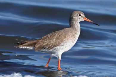 Vodouš rudonohý (Tringa totanus) Vodouš rudonohý (Tringa totanus)