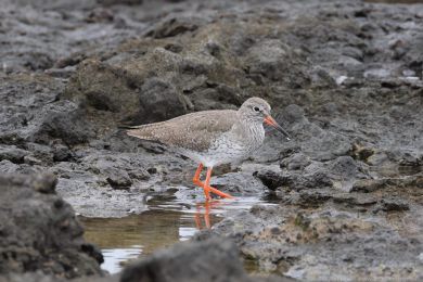 Vodou&scaron; rudonoh&yacute; (Tringa totanus)