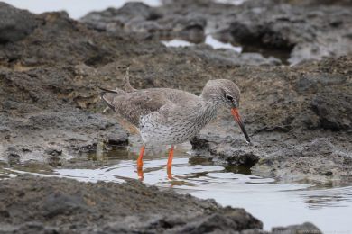 Vodou&scaron; rudonoh&yacute; (Tringa totanus)