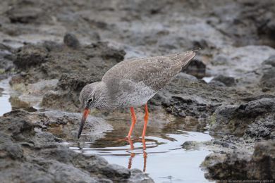 Vodou&scaron; rudonoh&yacute; (Tringa totanus)