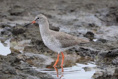 Vodou&scaron; rudonoh&yacute; (Tringa totanus)