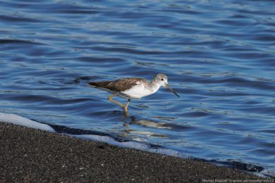 Vodouš šedý (Tringa nebularia)