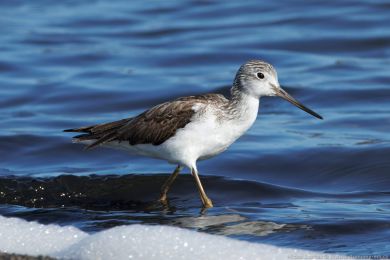Vodouš šedý (Tringa nebularia)