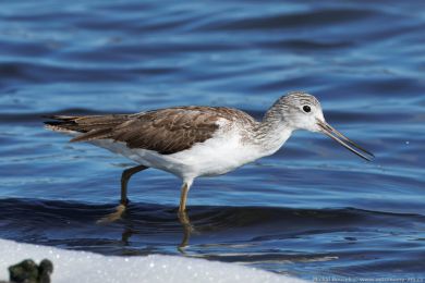 Vodouš šedý (Tringa nebularia)
