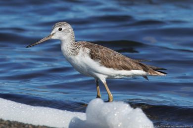 Vodouš šedý (Tringa nebularia)