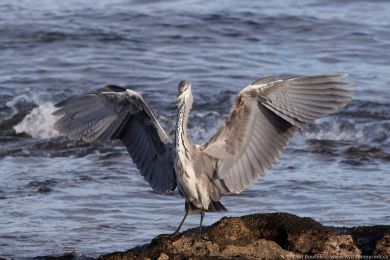 Volavka popelavá (Ardea cinerea)