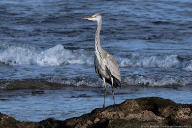 Volavka popelavá (Ardea cinerea)