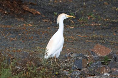 Volavka rusohlavá (Bubulcus ibis)