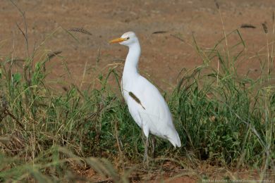 Volavka rusohlavá (Bubulcus ibis)