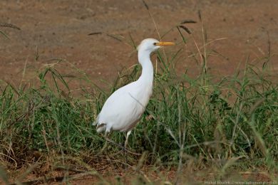 Volavka rusohlavá (Bubulcus ibis)