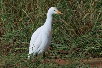 Volavka rusohlavá (Bubulcus ibis)