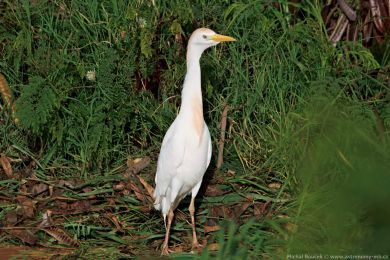 Volavka rusohlavá (Bubulcus ibis)