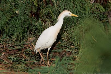 Volavka rusohlavá (Bubulcus ibis)