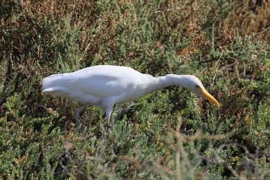 Volavka rusohlav&aacute; (Bubulcus ibis)