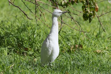 Volavka rusohlav&aacute; (Bubulcus ibis)
