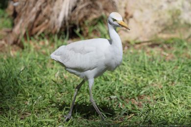 Volavka rusohlav&aacute; (Bubulcus ibis)