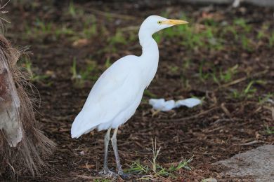 Volavka rusohlav&aacute; (Bubulcus ibis)