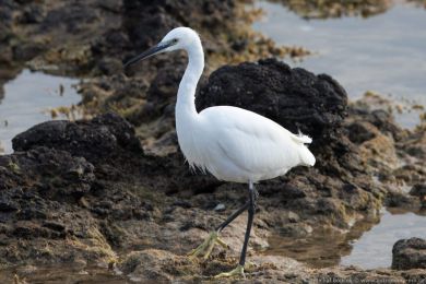 Volavka stíbitá (Egretta garzetta)