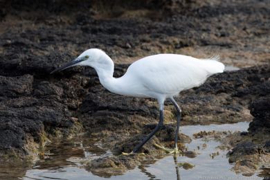 Volavka stíbitá (Egretta garzetta)